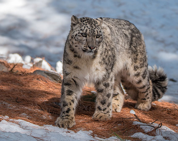 Sarmad Shafa Snow Leopard Sanctuary