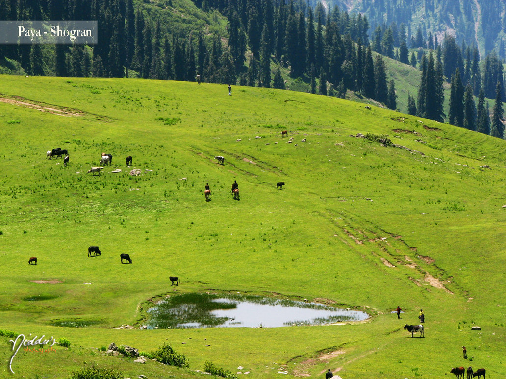Paya Meadows, Shogran, Kaghan